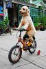 dog-on-bike41.jpg