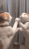 cat-kitty.gif