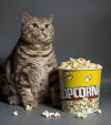 Cat-eating-popcorn-meme-7.jpg