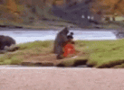 bear-fight-kung-fu.gif