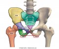 Ossa-del-bacino-Pube-Ischio-e-Ileo.jpg
