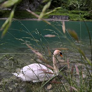 lago morto